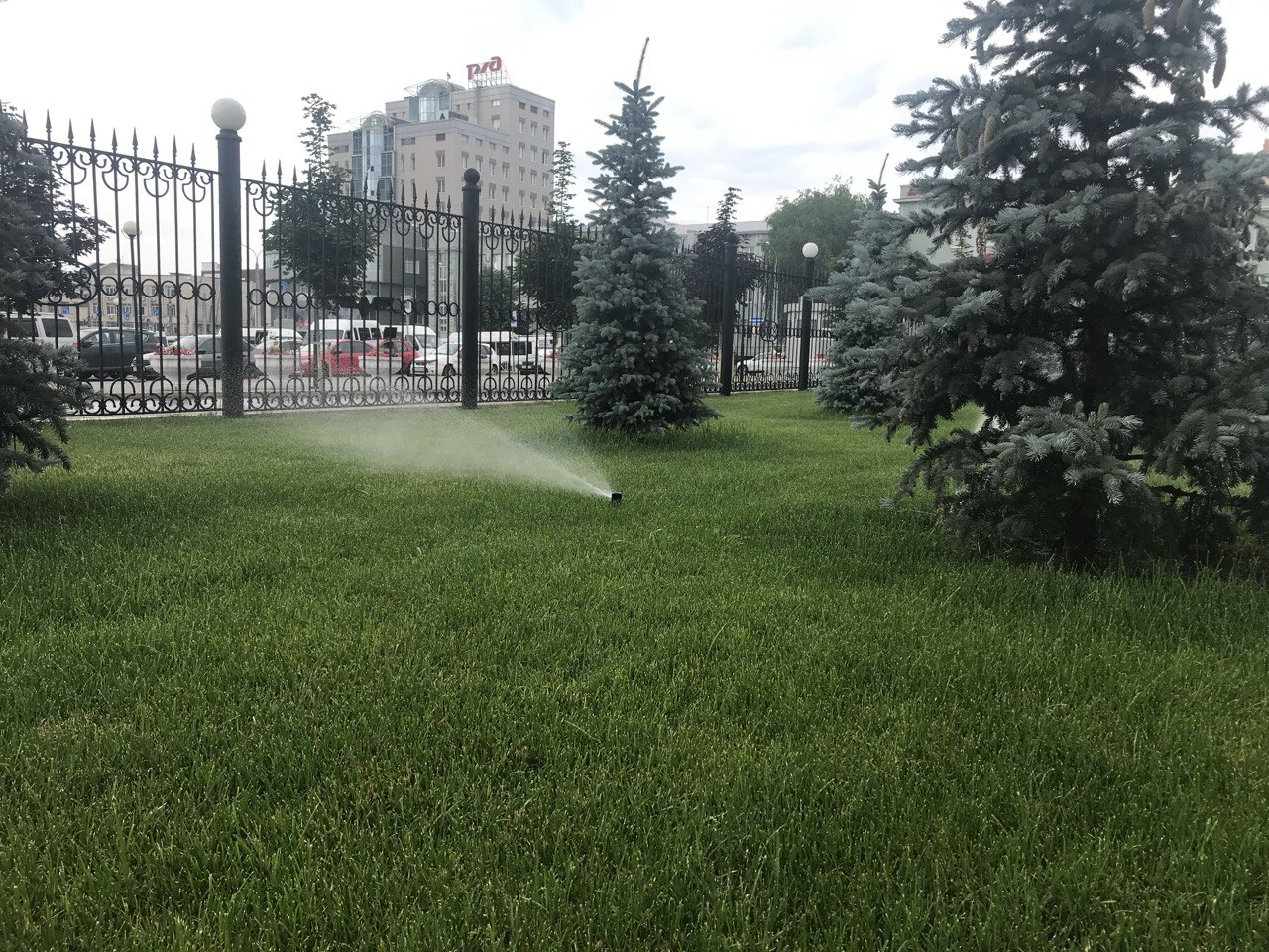 Полив газона с елями